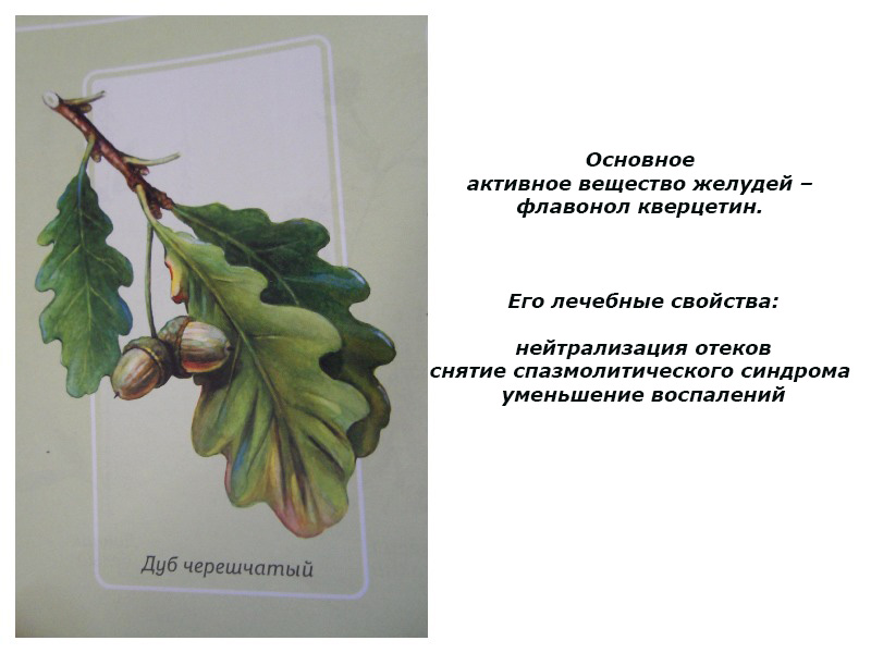 Польза желудей