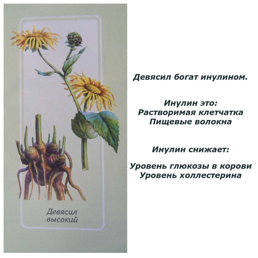Польза девясила